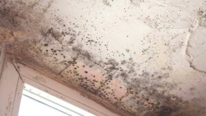 Mold Testing